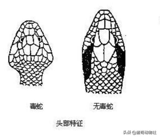 今日科普一下！林业局暂停野猪猎捕,百科词条爱好_2024最新更新