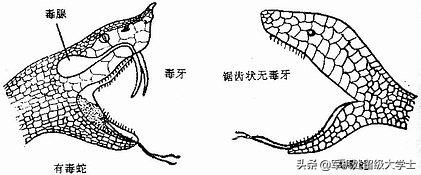 今日科普一下！林业局暂停野猪猎捕,百科词条爱好_2024最新更新