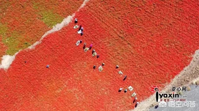 今日科普一下！外媒又盯上新疆辣椒,百科词条爱好_2024最新更新