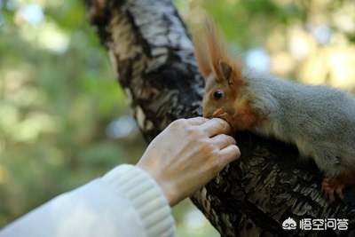 今日科普一下！植物园内流浪猫死亡,百科词条爱好_2024最新更新