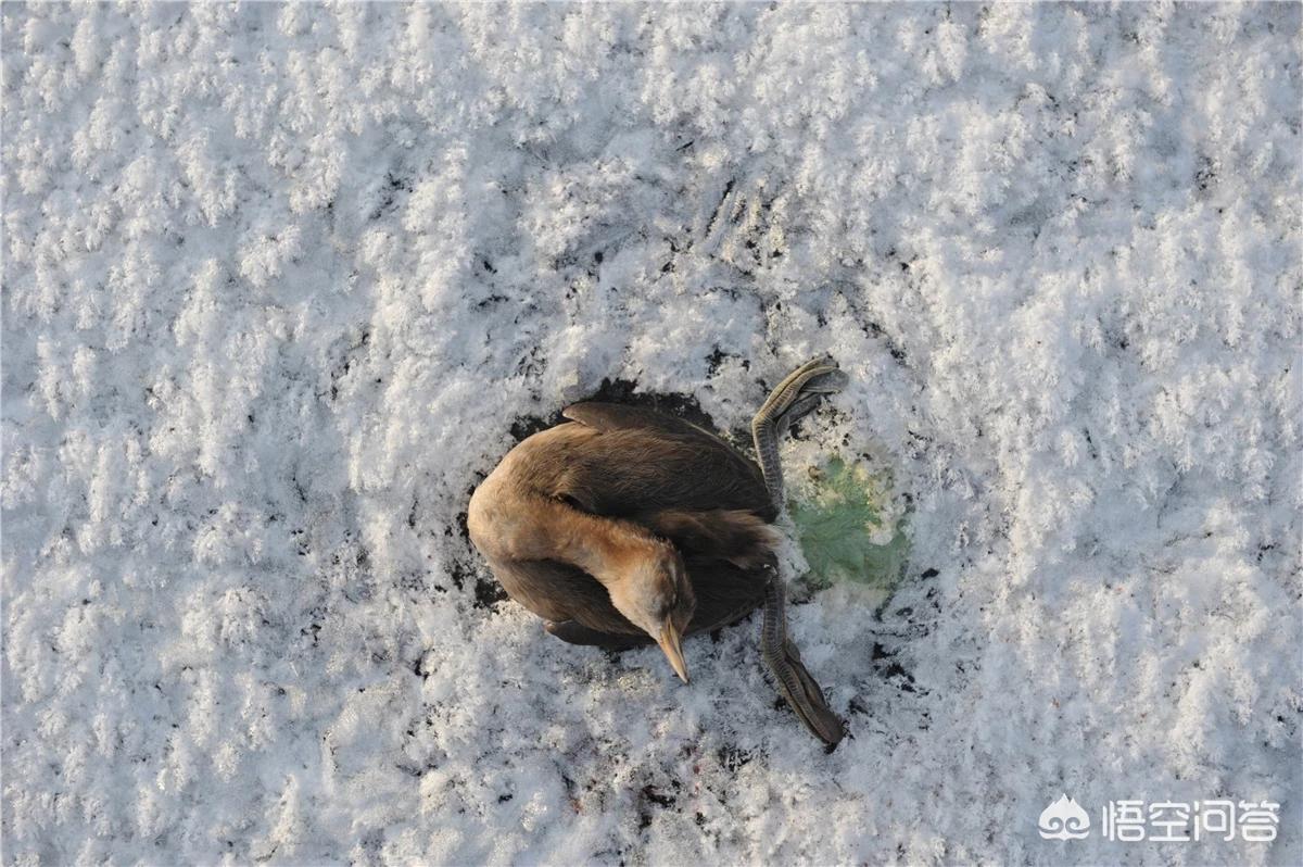 今日科普一下！植物园内流浪猫死亡,百科词条爱好_2024最新更新