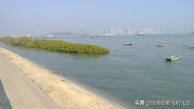 今日科普一下！植物园内流浪猫死亡,百科词条爱好_2024最新更新