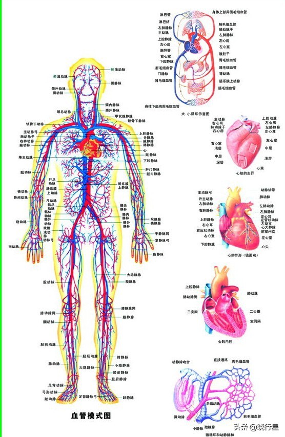 今日科普一下！老师校内长跑猝死,百科词条爱好_2024最新更新