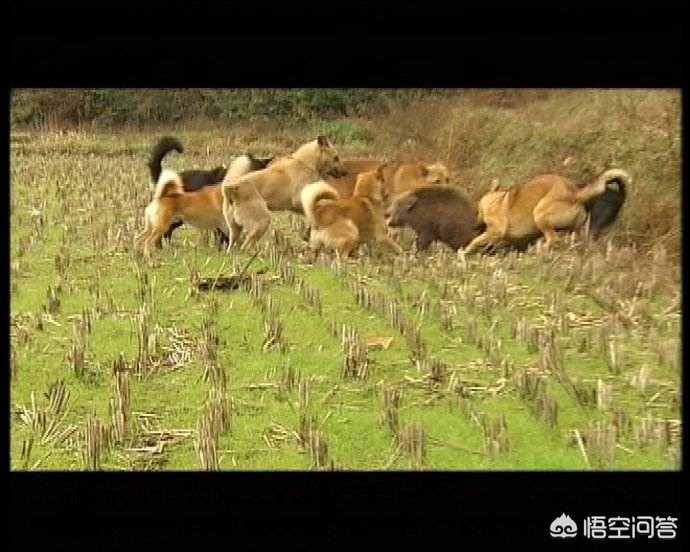 今日科普一下！辟谣男子被野猪咬伤,百科词条爱好_2024最新更新