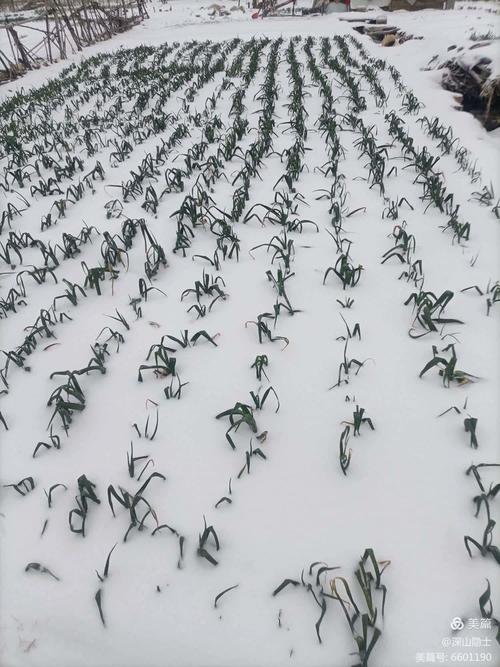 今日科普一下！河南暴雪10到18毫米,百科词条爱好_2024最新更新