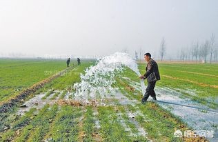 今日科普一下！浇地隔天小麦全冻住,百科词条爱好_2024最新更新